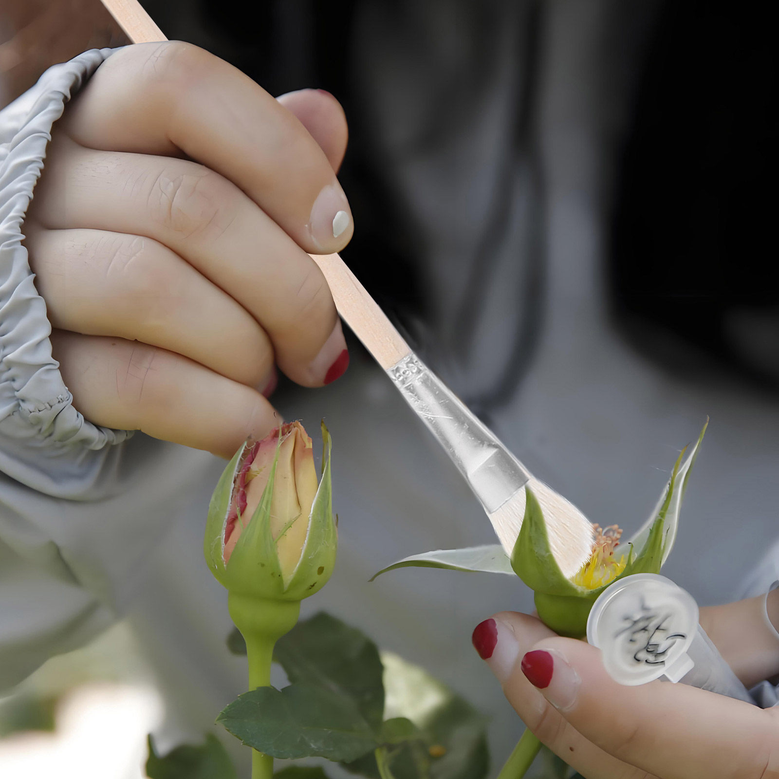 11Pcs Manual Pollinator Brush  - đánh giá và giá Gardening Tools Kit