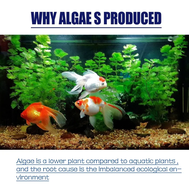 50g High Efficiency Algaecide  - đánh giá và giá Aquaponics Fish Tank