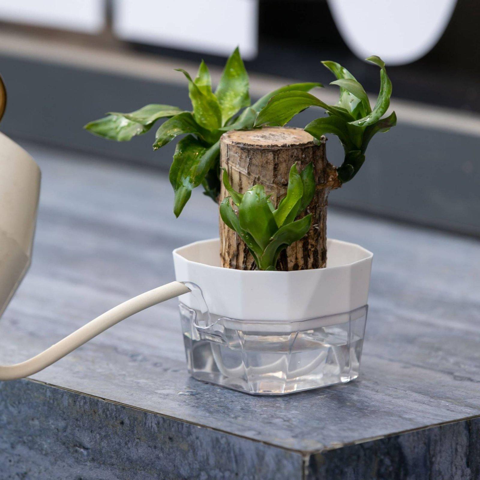 Hydroponic Vase Two Layer Self - đánh giá và giá Self-Watering Planter
